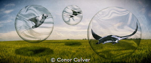 "Travelers" This image switches the roles between divers ... by Conor Culver 